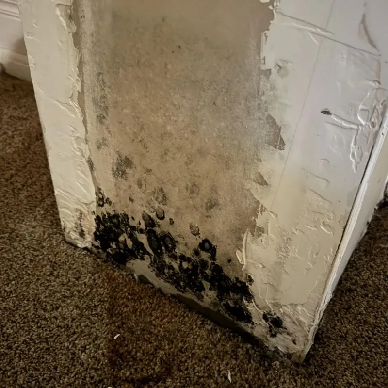 Professional Mold Removal in Tiverton, RI